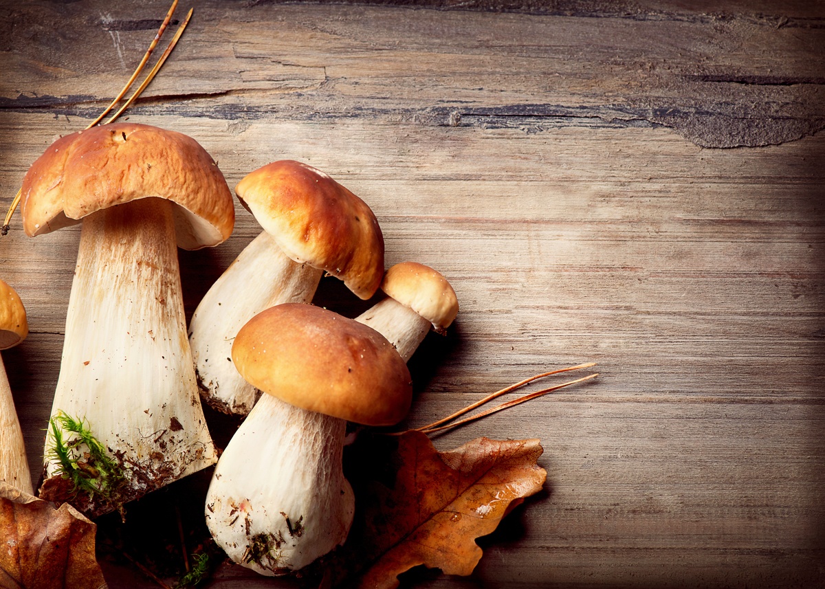 Pequenos cogumelos Lentinus sp. 