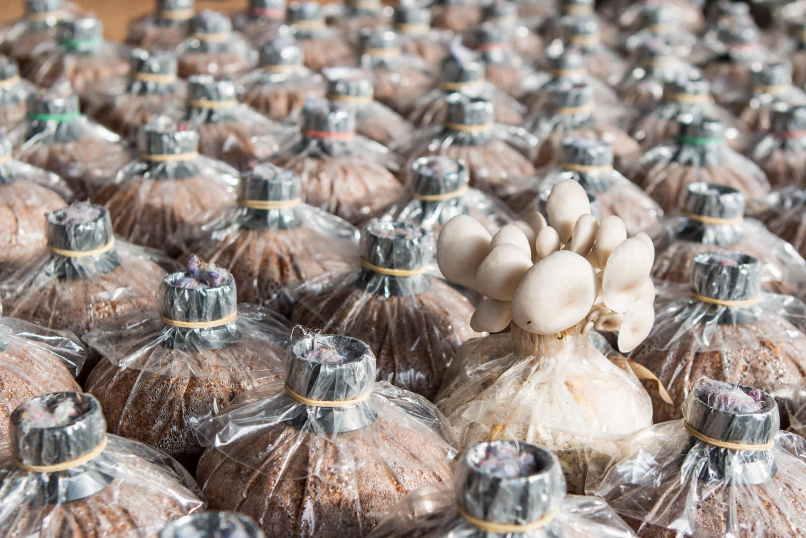 Spaw para fabricação de cogumelos
